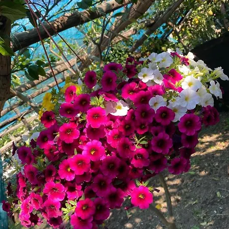 Il Limoneto Di Teresa Amalfi Coast Maiori