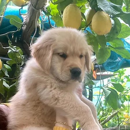 Il Limoneto Di Teresa Amalfi Coast شقة